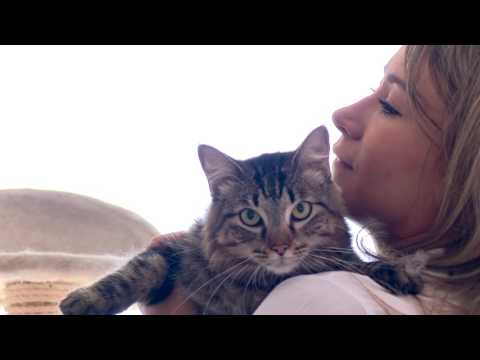 los gatos estan de moda