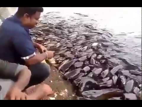 INCREDIBLE HUGE CATFISH 8,5 FEET - 250 LBS - HD by CATFISHING WORLD-2018