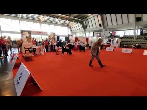 ⭐Max⭐ Boyero de Berna - Bernese Mountain Dog