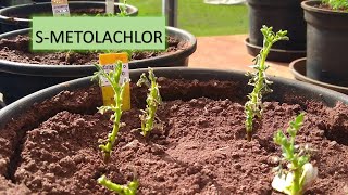 QUEM SÃO OS HERBICIDAS VLCFAs?