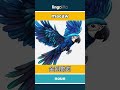 macaw - 金刚鹦鹉 video thumbnail