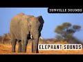 10 Hours Of Elephant Sounds Animal Sounds With Peter Baeten