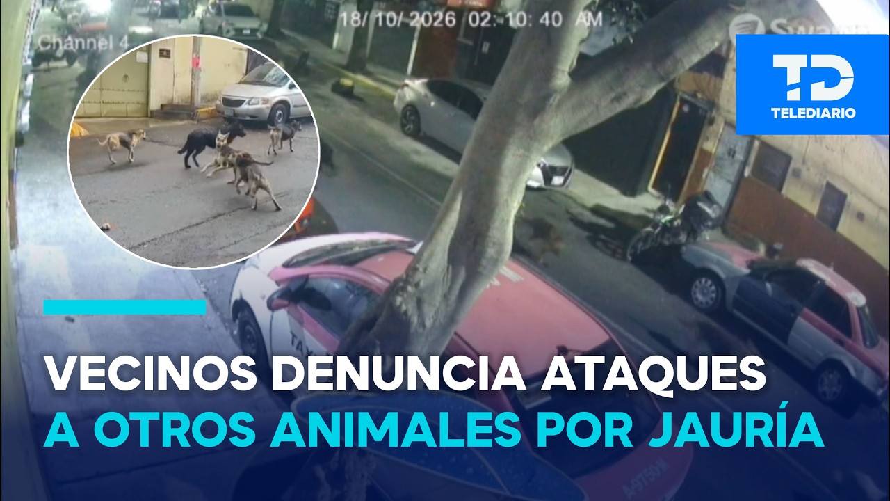 Temor en Álvaro Obregón por una jauría; vecinos denuncian ataques contra otros animales