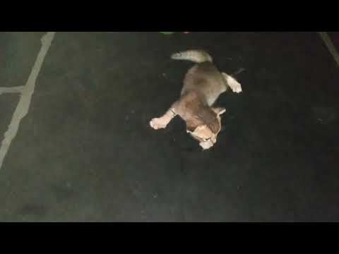 VIP-2#Dhanush Dialogues#cats fun