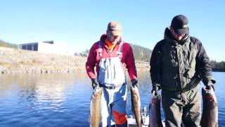 Maxima Tech Tip 4 - Braid 8 Line for Steelhead