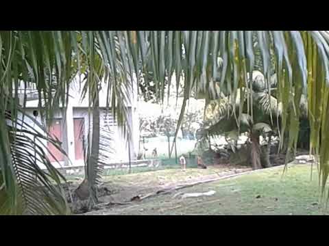 10 stray dogs barking,chasing people after Changi Sailing Club open field.Please be careful.