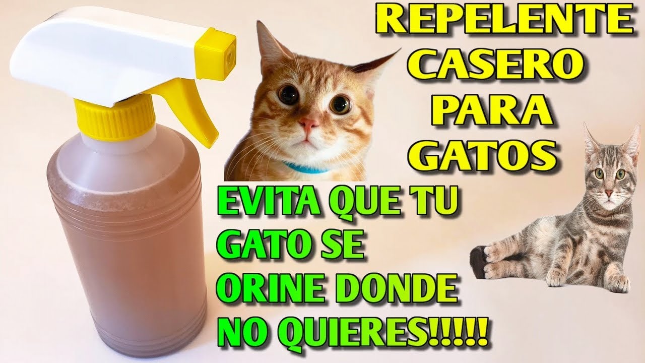 Como Evitar que tu Gato Se Orine COMO HACER REPELENTE PARA GATOS CASERO Muy fácil, Rápido Y Efectivo