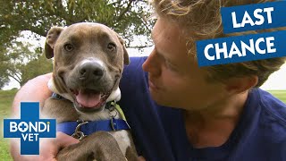 Dog Born With Hole In Mouth Needs Vet's Help | Full Episode