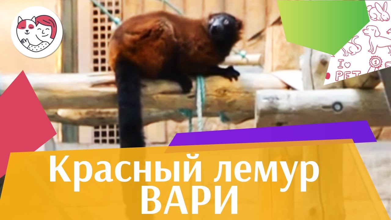 Красный лемур вари Образ жизни на ilikepet