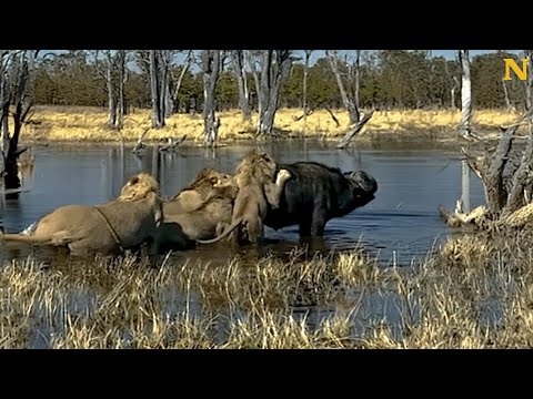 Buffalo Flips Lion on to Horns to Survive Dramatic Attack 😱