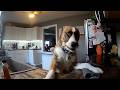 Show Us Your Baddies HILARIOUS Naughty Pet Compilation