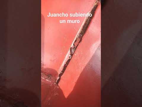 Juanchio subiendo un muro