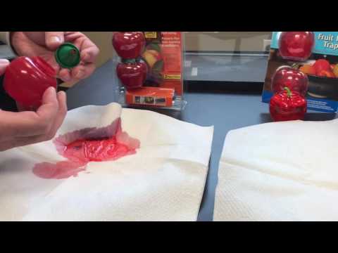 Raid Fruit Fly Trap vs Terro Fruit Fly Trap