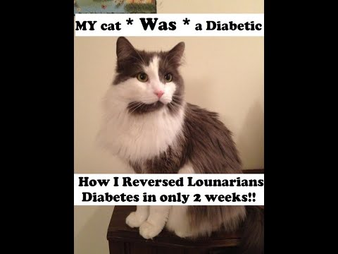 How to *Reverse* your cats Diabetes