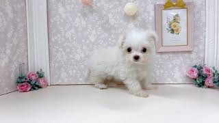 ハーフ犬の動画01