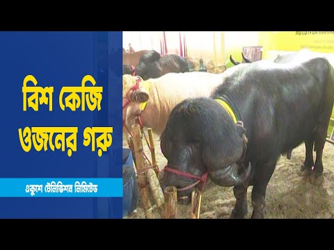 ঢাকায় হরেক রকমের গরু মহিষের মেলা