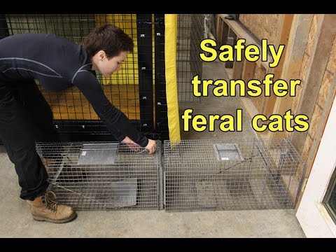 Move feral cats to and from traps, transfer cages, cat carriers, and wire kennels