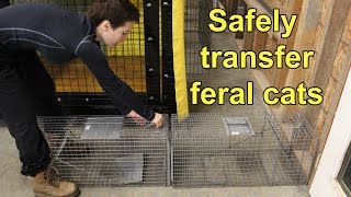 Move feral cats to and from traps, transfer cages, cat carriers, and wire kennels