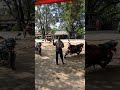 STREET CIRCUS