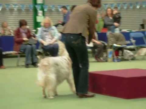 ESA 60th Ch Show parade of Champions Mariglen Flaming Colours