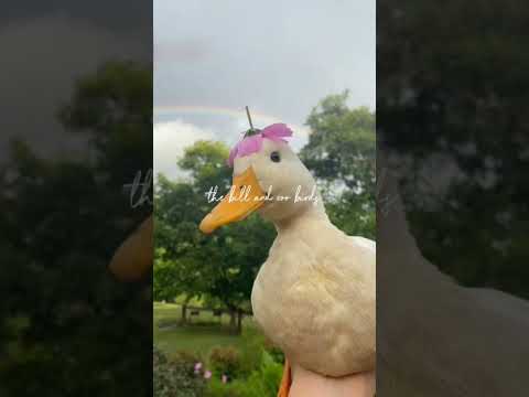 flower one lik duck team subscribe