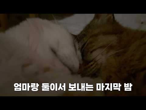 도시에 간 시골 촌냥이들 산골짜기로 복귀합니다