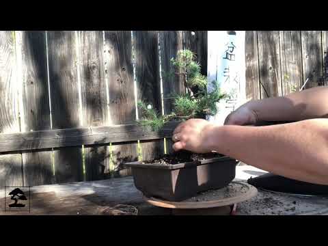 Repotting a Spruce Bonsai