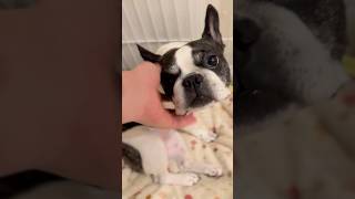 すっかり自立した愛犬