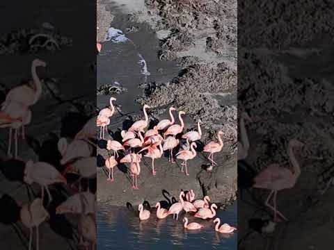 Flamencos en Puerto San Julián Santa Cruz