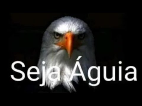 mc colibri acari favo de mel reliquia