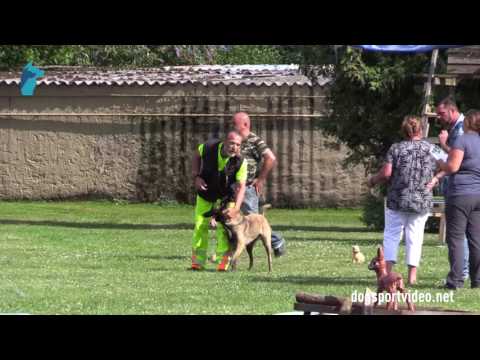 1. DMV Championat - Kurt Nömair - Joie de vivre Spirit of Graz