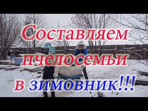 СОСТАВЛЕНИЕ ПЧЕЛОСЕМЕЙ В ЗИМОВНИК,  на зимовку. НЕПРАВИЛЬНЫЙ КЛУБ пчёл. Beekeeping🔥🔥🔥.