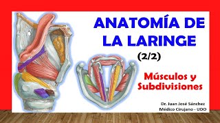 🥇 ANATOMY OF THE LARYNX 2/2, (Muscles, Subdivisions). Easy, Fast and Simple