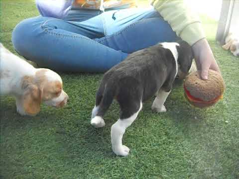 Magnum at 7 weeks of age