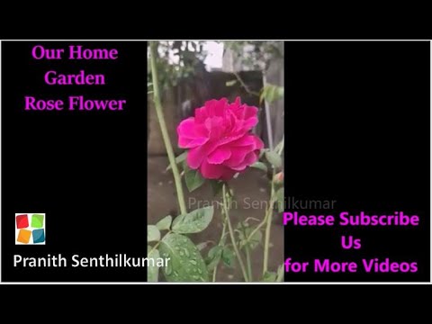 Our Home Garden Rose Flower | Pranith Senthilkumar | PS