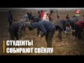 Студэнты дапамагаюць прыбіраць буракі гаспадарцы пад Гомелем
