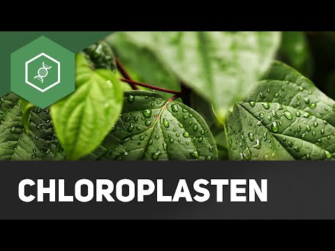 Chloroplasts - simply explained