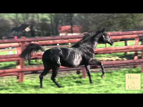 Lauro   Etalon au Haras de Cercy en 2016