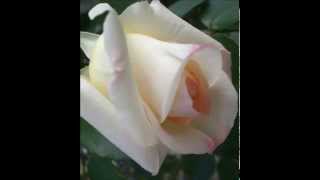 John Coltrane  Syeeda's Song Flute    Giant steps～