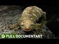 New Caledonia The Lost World Of Rare Creatures