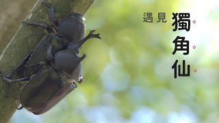 遇見獨角仙 Rhinoceros Beetle