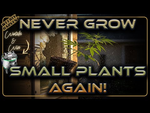 Auto Flower Weekly Harvest | My Cannabis Plants are Trees