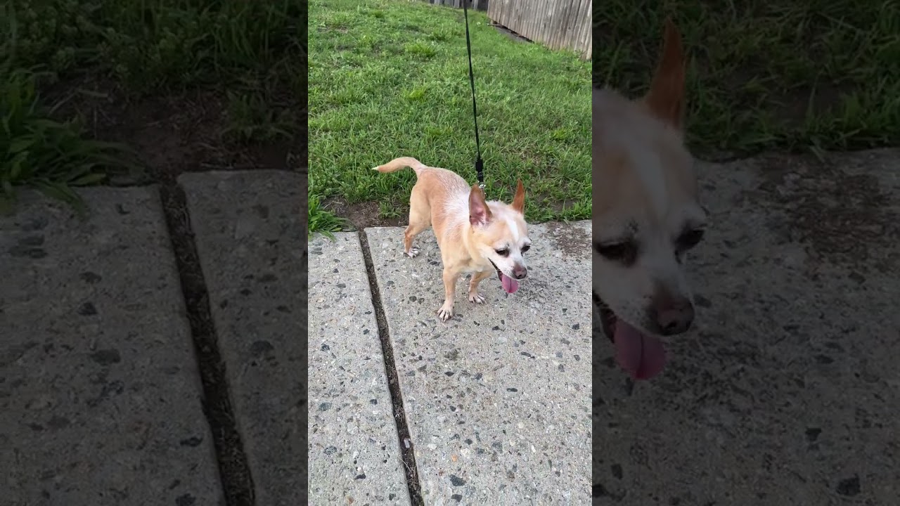 Enlarge Meet SPIKE - Sweet adult male chihuahua - COURTESY POSTING, a ADOPTABLE Chihuahua in Clifton, NJ video 2/5