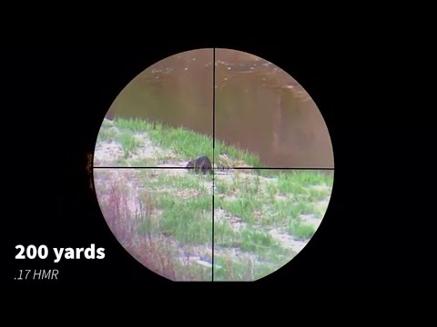 200 yard one shot beaver with 17hmr! 5 beavers downed!