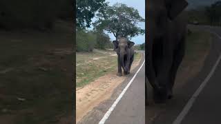 Will Elephant attack the vehicle? #elephantattack