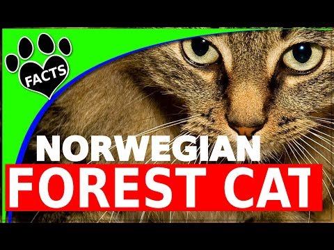 image-How big is a Skogkatt?