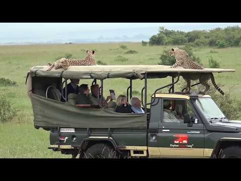 Cheetah jumps into a Safari Vehicle   Masai Mara   Kenya