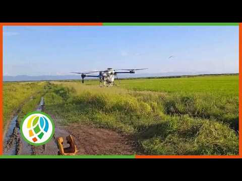 Drones revolucionan el cultivo del arroz en Los Palacios