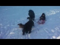 Pippy Newfoundand Dog Friend And Companion