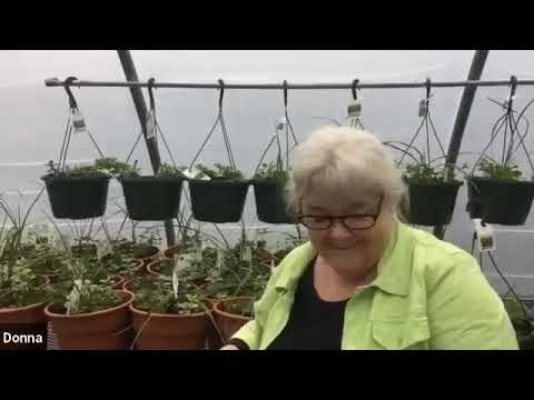 Schenectady Arc Greenhouse Program